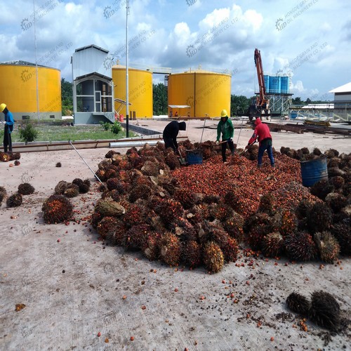 presse à huile de noix automatique en gros – huile de noix automatique au Bénin