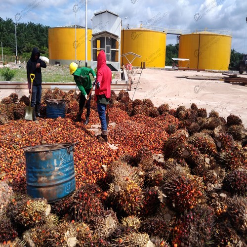 équipement de raffinerie d’huile de palme brut exporté vers le groupe malavi news