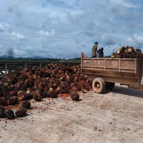 acme ensemble complet de ligne de production de traitement d’huile de palme